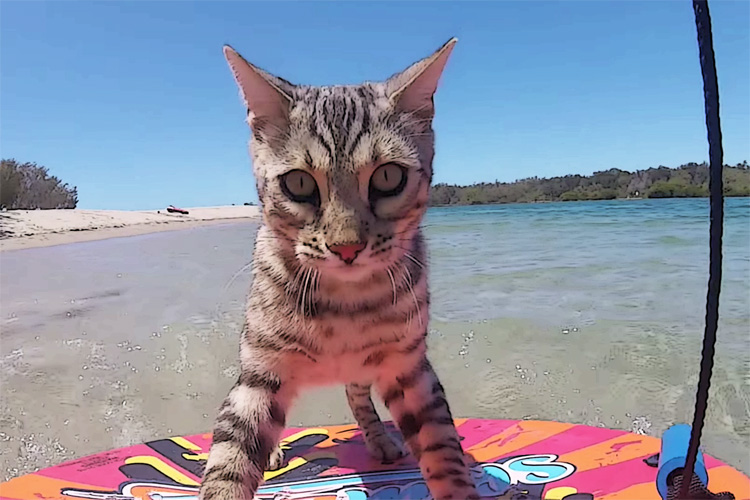 Boomer: the skimboarding cat