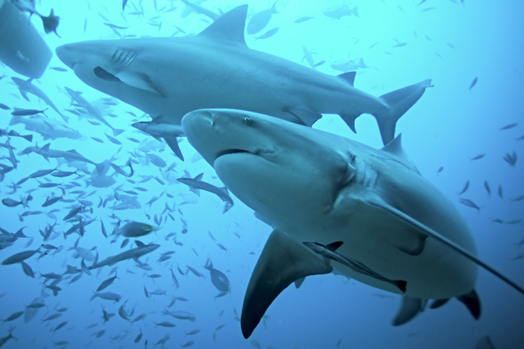 The Bull Shark | Photo: Shutterstock