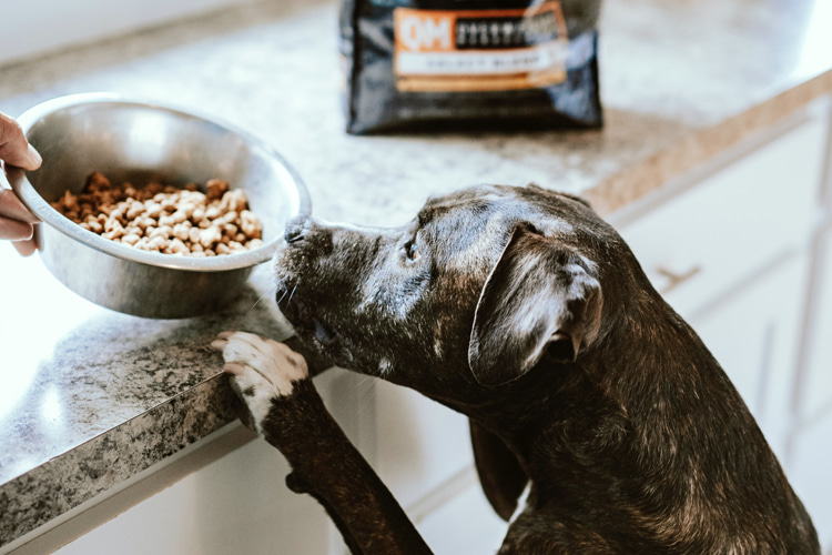 Counter surfing: when pets jump up on kitchen counters in search of food | Photo: Chewy/Creative Commons