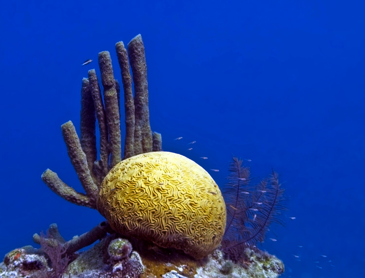 Great Blue Hole: scuba divers can observe beautiful coral formations like this one below the water surface | Photo: Jean-Marc Kuffer/Creative Commons