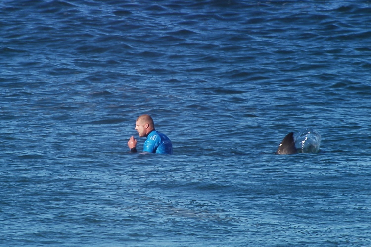 Mick Fanning: the three-time world surfing champion survived a shark attack at Jeffreys Bay