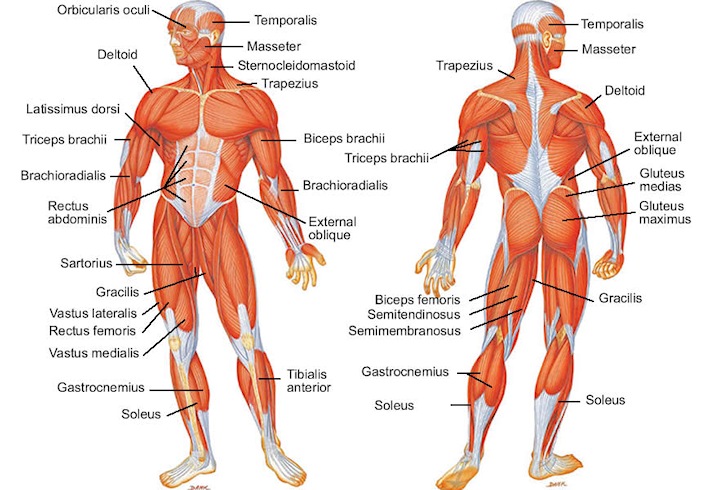 Major muscles of the human body: calf cramps and foot cramps are common in surfing