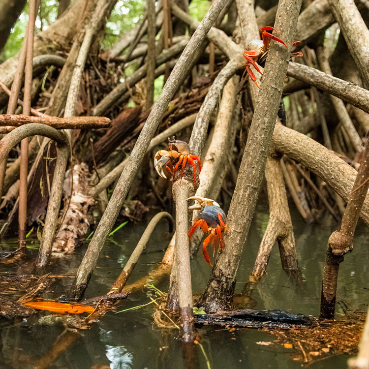 Nosara, Costa Rica: colorful crabs exploring fauna | Photo: Ryan Chachi Craig