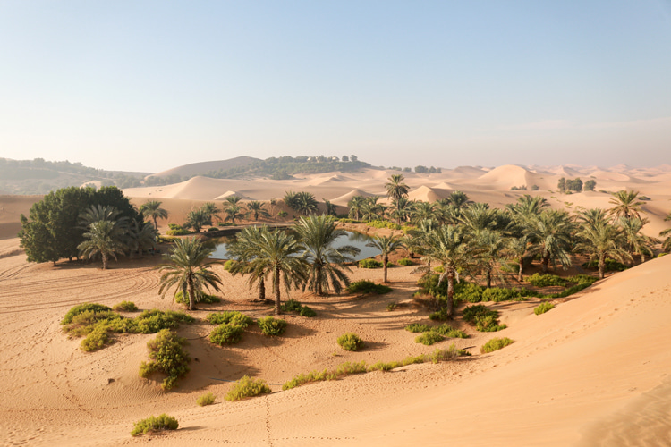 Oasis: a miracle of Nature in the middle of a desert | Photo: Shutterstock