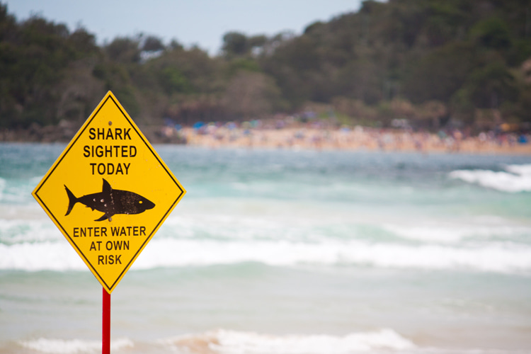 Shark attacks: the International Shark Attack File (ISAF) reported 120 alleged shark-human interactions worldwide in 2023 | Photo: Shutterstock