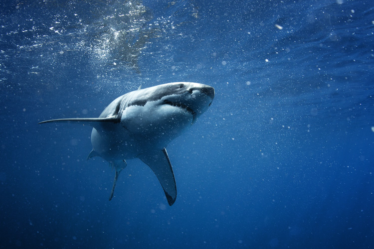 Shark repellents and shark deterrents: an effective weapon against the predator's attacks | Photo: Shutterstock