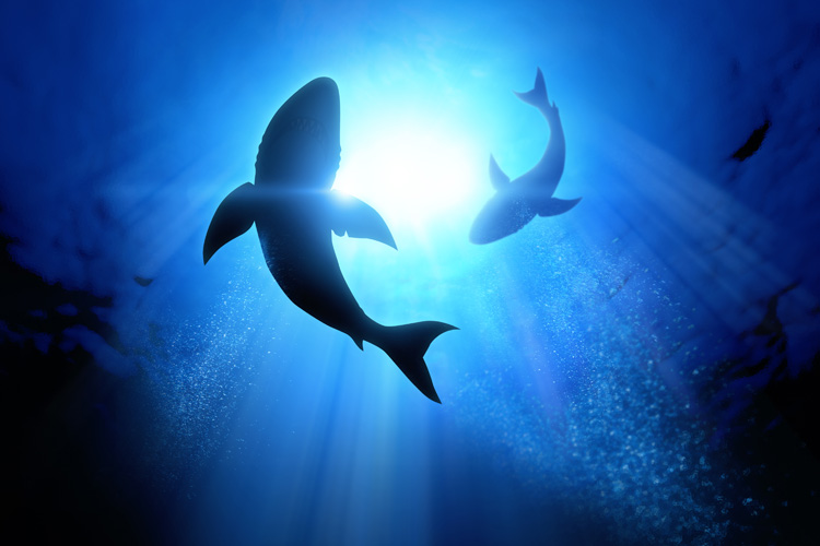 Sharks: only 3 out of 450 species attack humans | Photo: Shutterstock