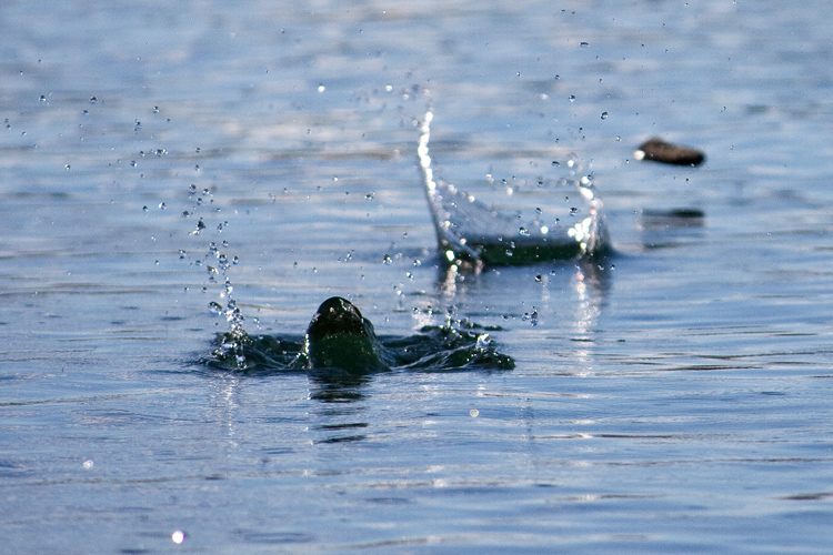 Stone skipping: a sport with lots of science and technique involved | Photo: Ridols/Creative Commons