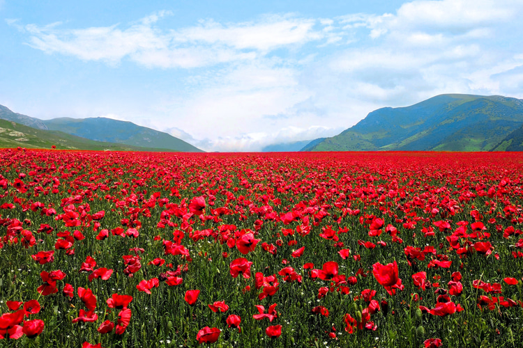 Spring: the magical season inspires us to embrace the joys of rebirth, growth, and transformation | Photo: Hovhannisyan/Creative Commons