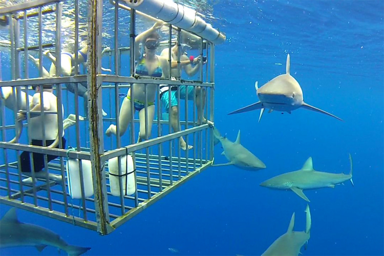 Swimming with sharks: Gansbaai, in South Africa, is the 'Great White Shark Capital of the World' | Photo: Creative Commons