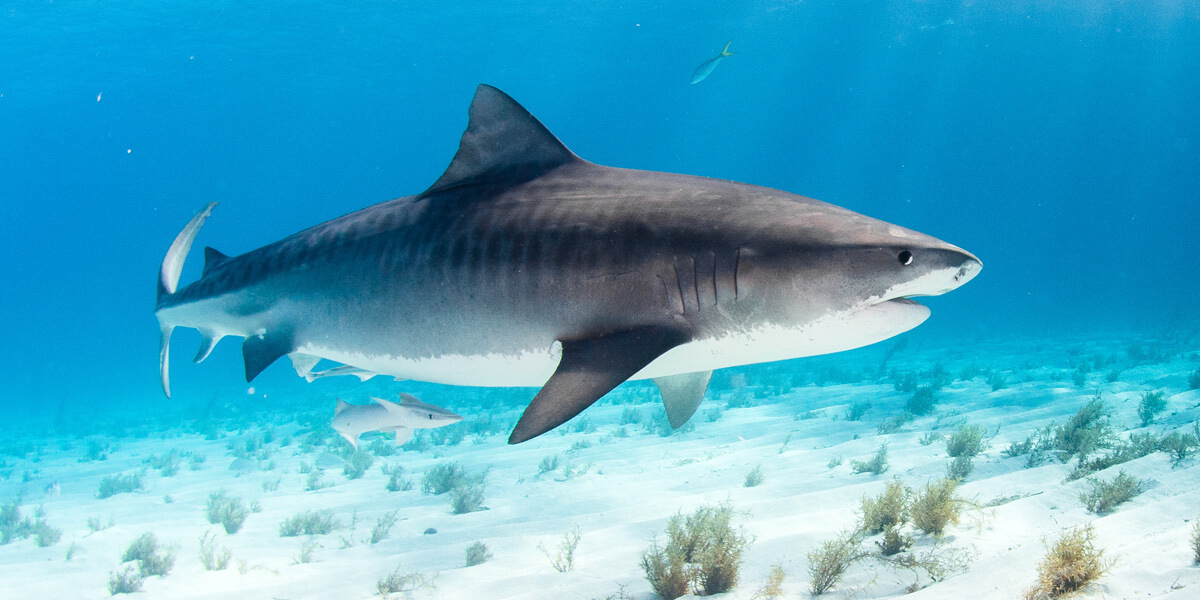 The Tiger Shark | Photo: Shutterstock